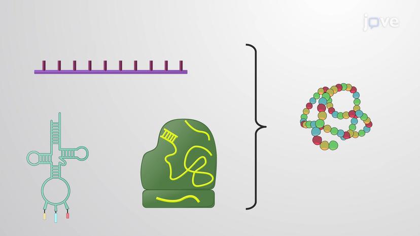 Types of RNA