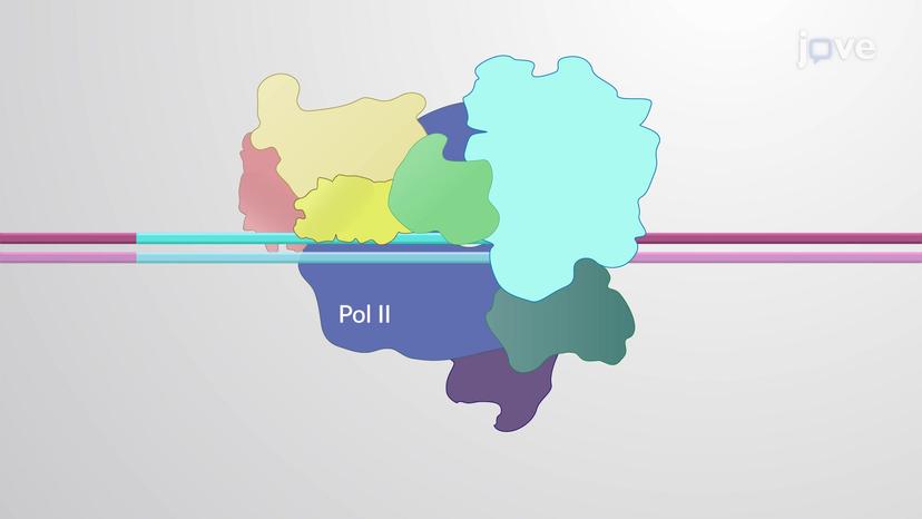 General Transcription Factors