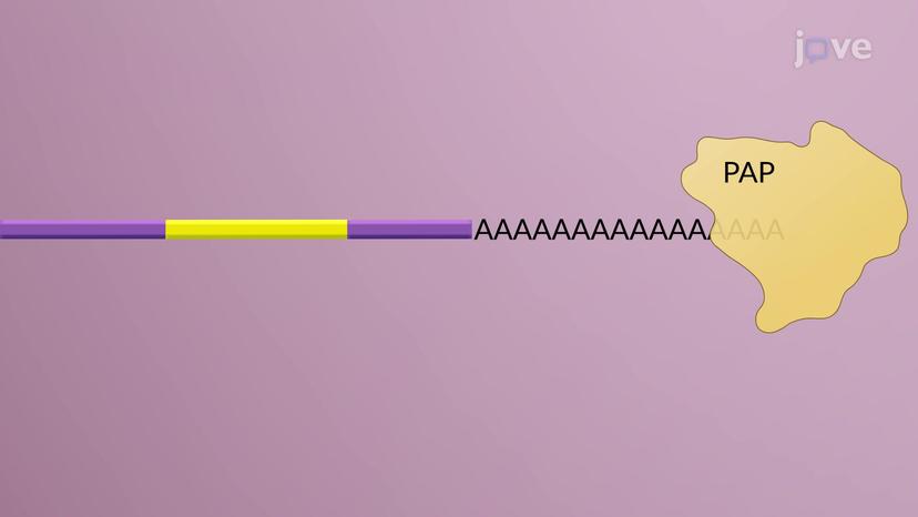 Pre-mRNA Processing: Modification of pre-mRNA Ends