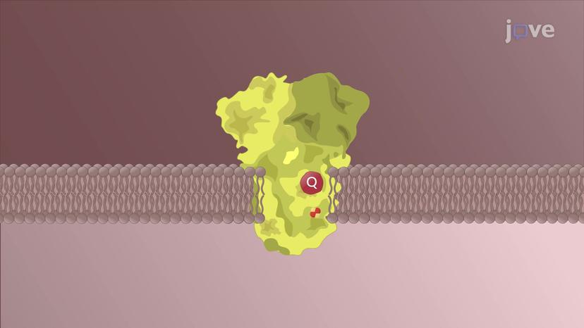 Electron Transport Chain: Complex III and IV