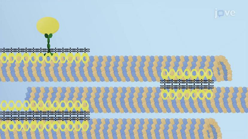 Role of Septins