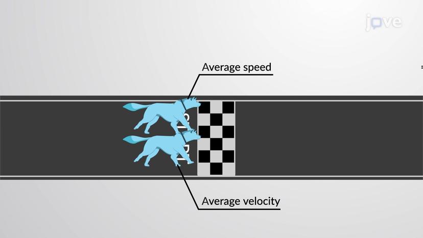 Average Velocity