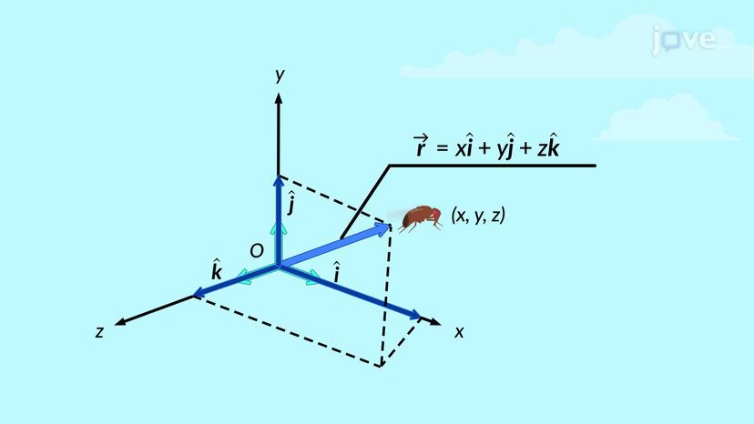 Position and Displacement Vectors