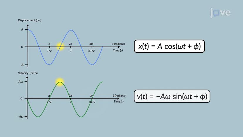 Characteristics of Simple Harmonic Motion