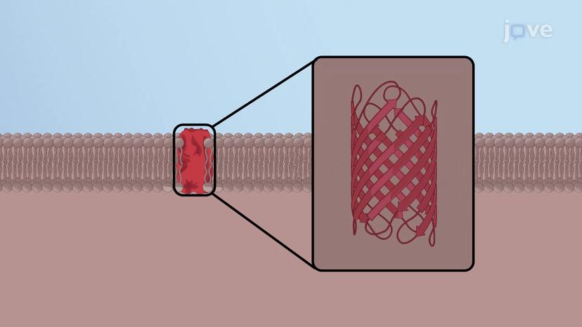 Structure of Porins