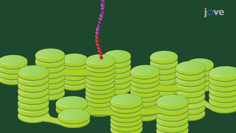 Protein Transport to the Thylakoids