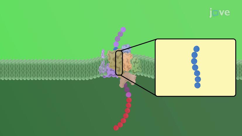 Protein Transport to the Inner Chloroplast Membrane