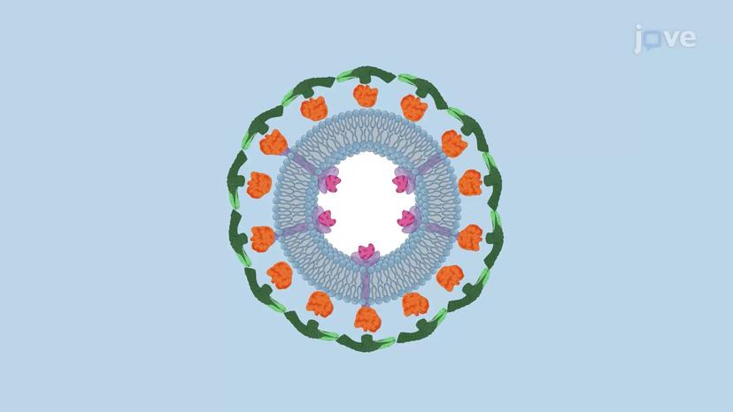 Clathrin Coated Vesicles