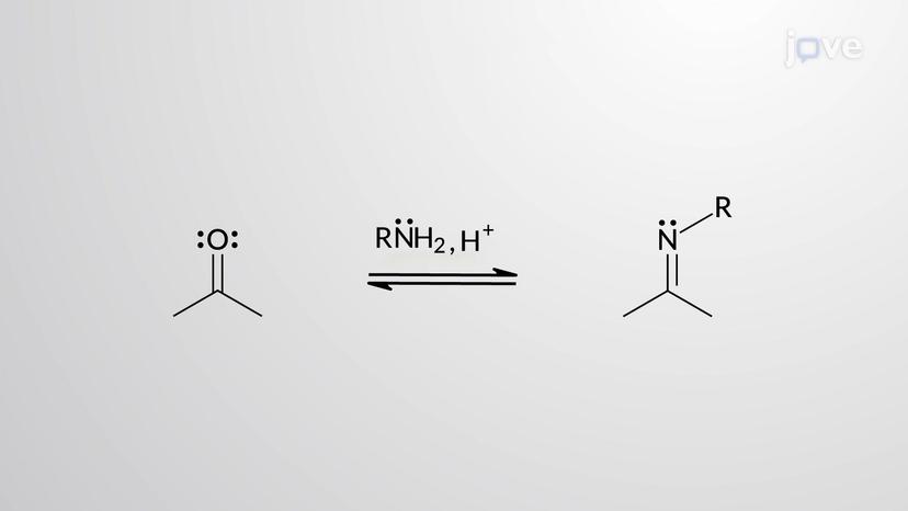 Aldehydes and Ketones with Amines: Imine Formation Mechanism