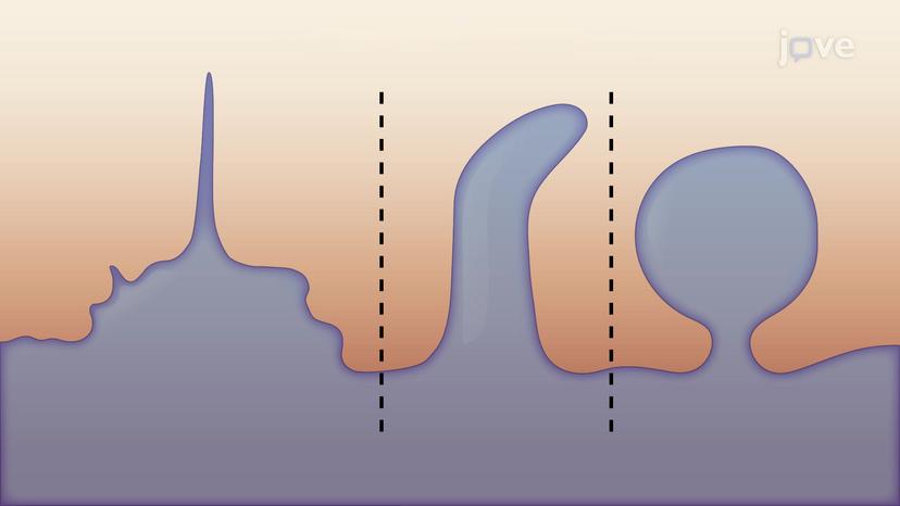 Types of Membrane Protrusions