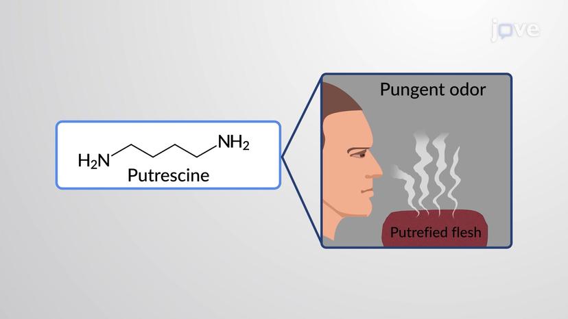 Physical Properties of Amines