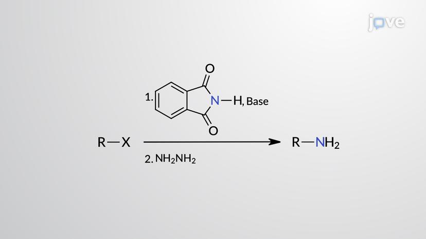 Preparation of 1&deg; Amines: Gabriel Synthesis