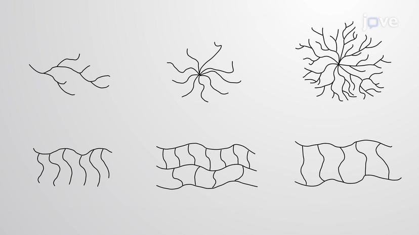 Polymer Classification: Architecture