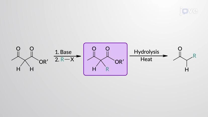 Alkylation of &beta;-Ketoester Enolates: Acetoacetic Ester Synthesis