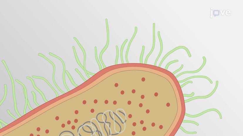 Mechanism of Ciliary Motion