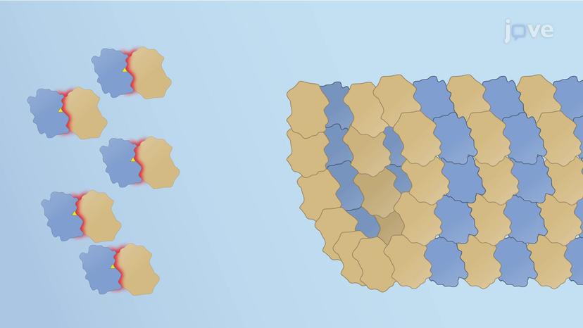 Drugs that Destabilize Microtubules