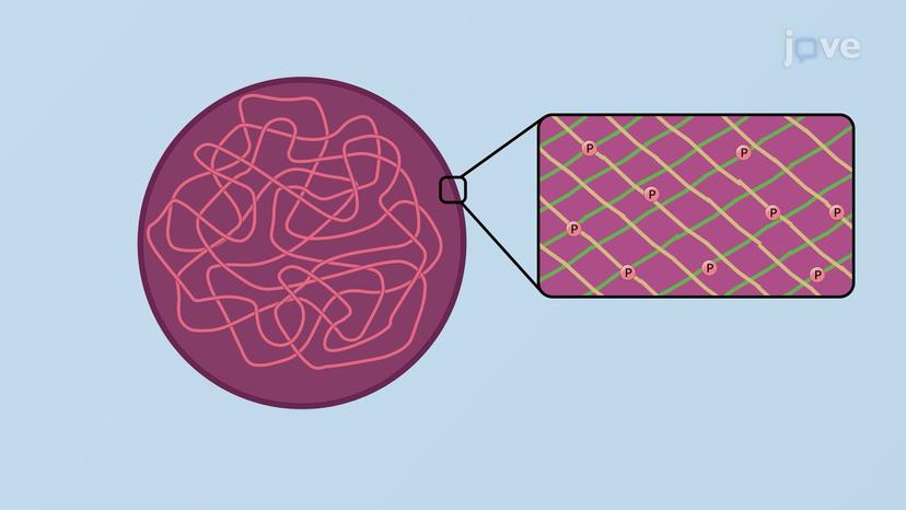 Disassembly of Intermediate Filaments