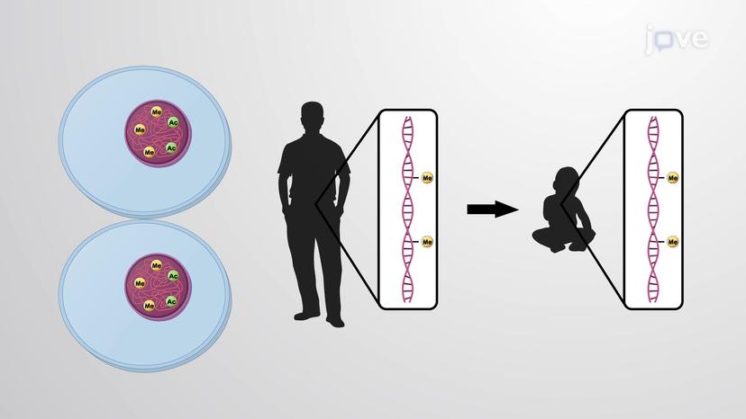 Epigenetic Regulation