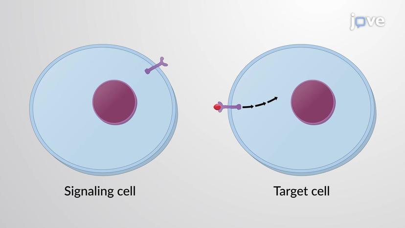 Overview of Cell Signaling