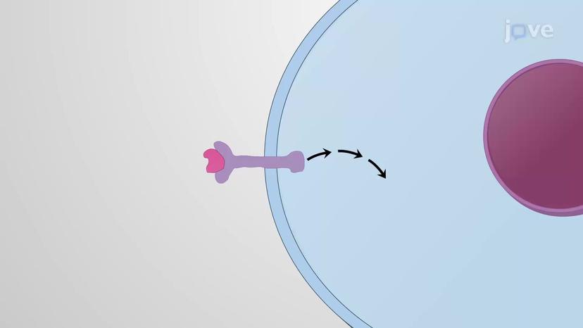 Types of Receptors: Cell Surface Receptors