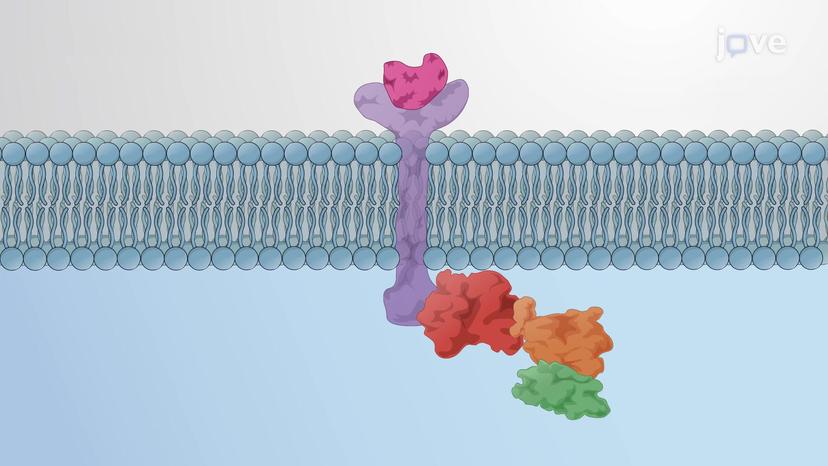 Assembly of Signaling Complexes