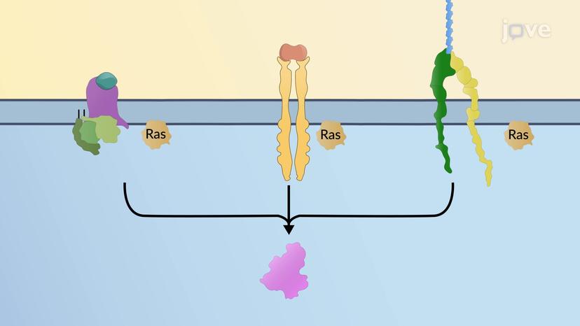 Interactions Between Signaling Pathways