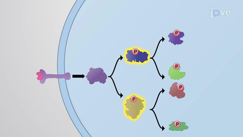 Amplifying Signals via Enzymatic Cascade