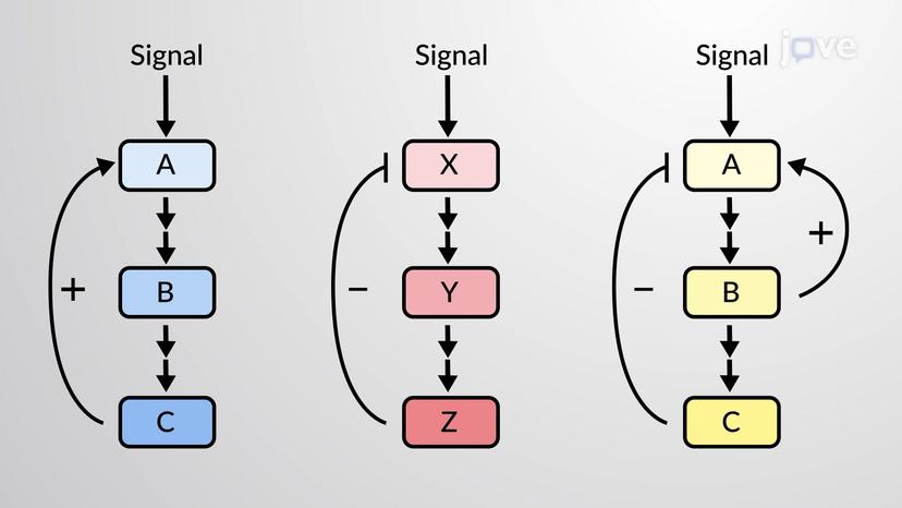 Cell Signaling Feedback Loops