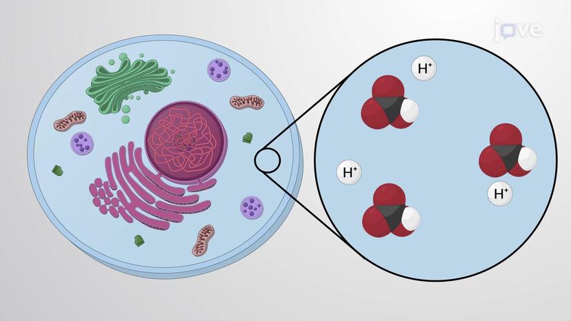 pH Regulation in Cells