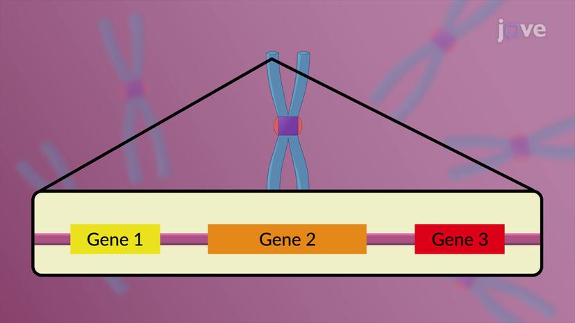 Structure of a Gene