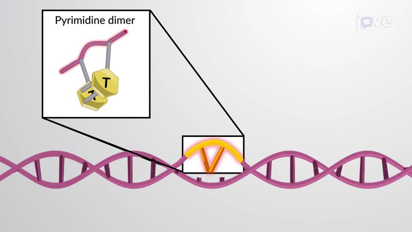 Nucleotide Excision Repair