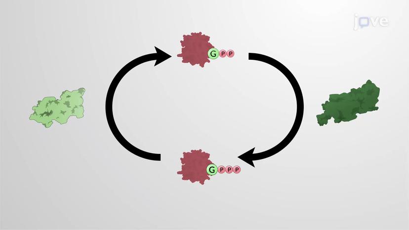 Small GTPases - Ras and Rho