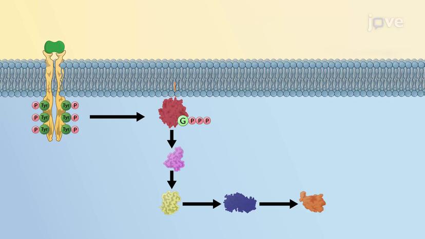 MAPK Signaling Cascades