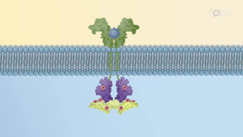 The JAK-STAT Signaling Pathway