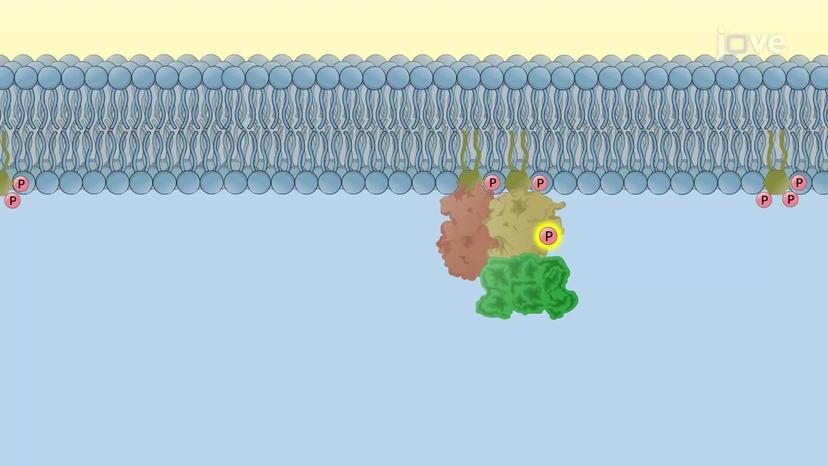 PI3K/mTOR/AKT Signaling Pathway