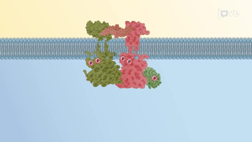 TGF - &#946; Signaling Pathway