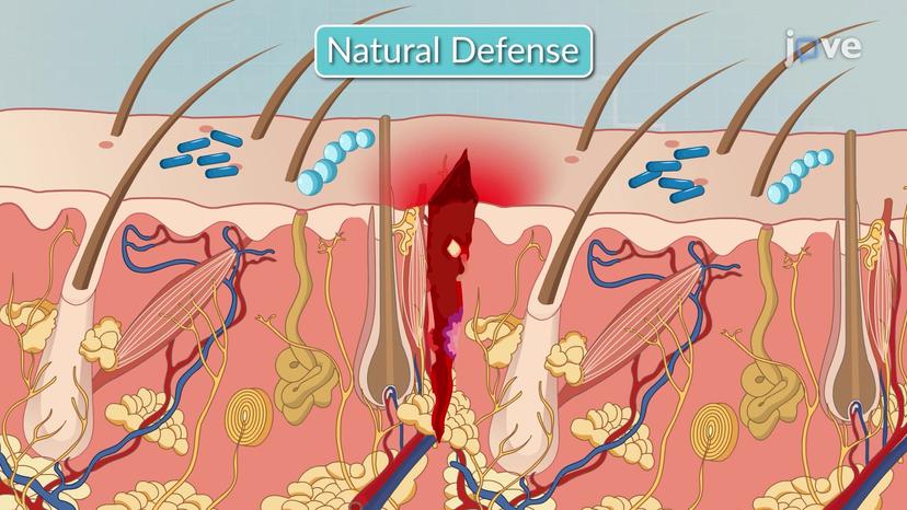 Defense Mechanism Against Infection