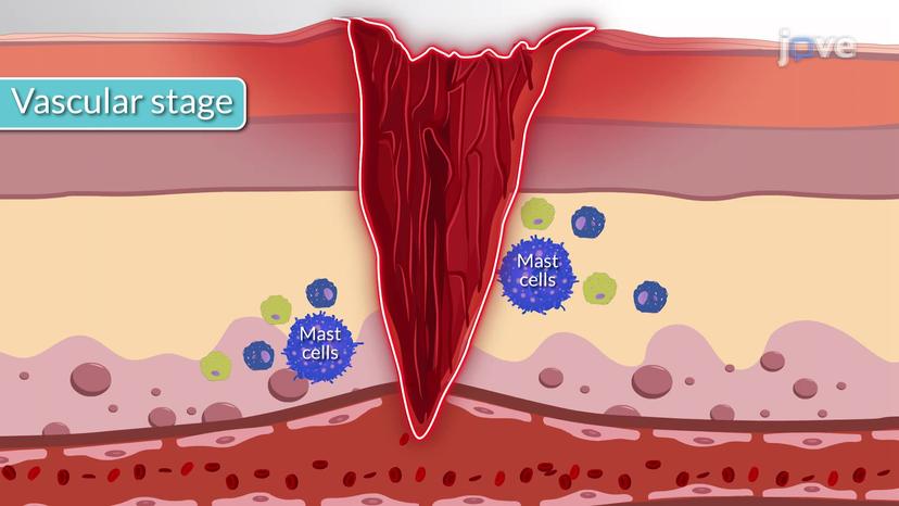 Inflammatory Response I: Vascular and Cellular