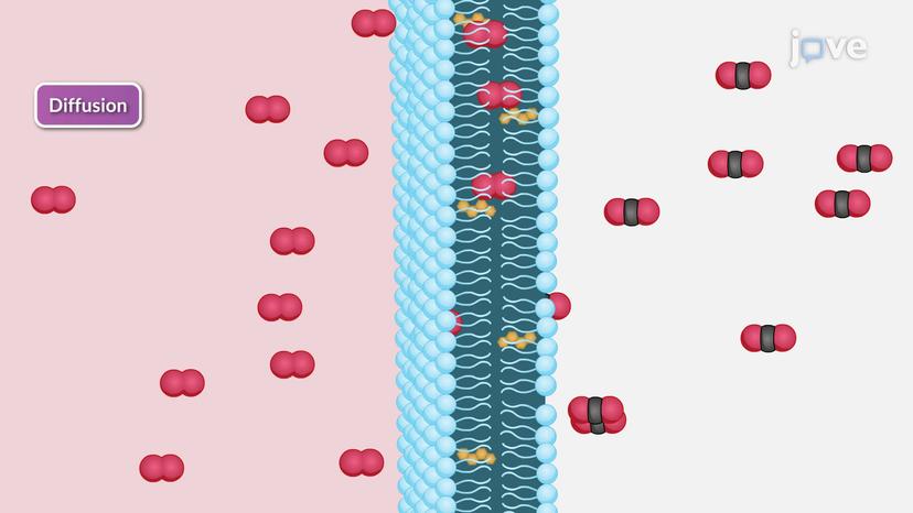 Assessment of Diffusion and Perfusion