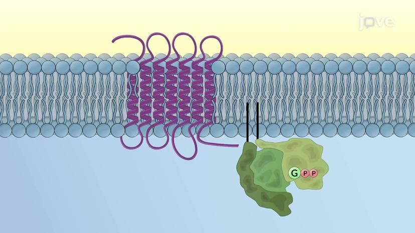 G Protein-coupled Receptors