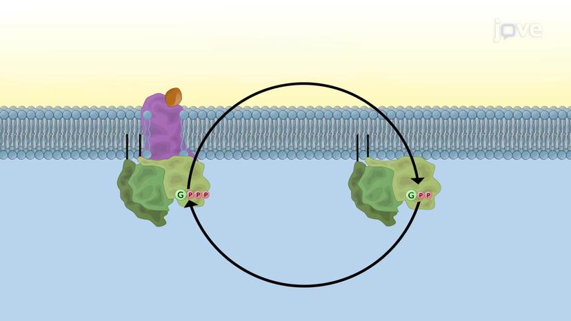 Activation and Inactivation of G Proteins