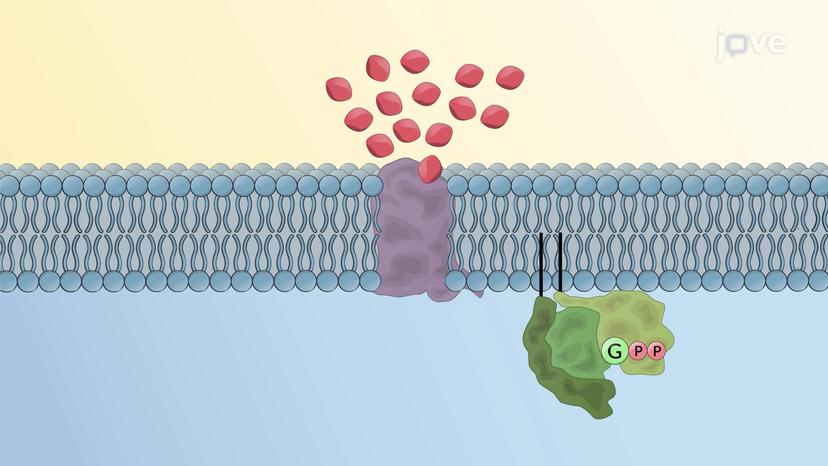 GPCR Desensitization