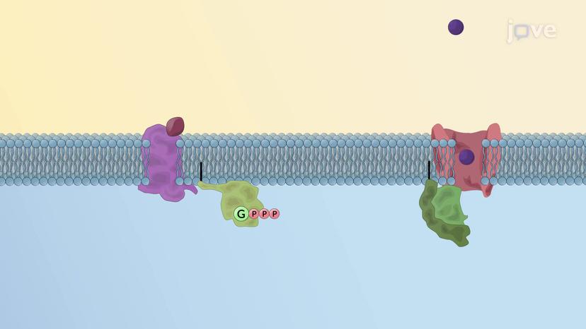 G-Protein Gated Ion Channels