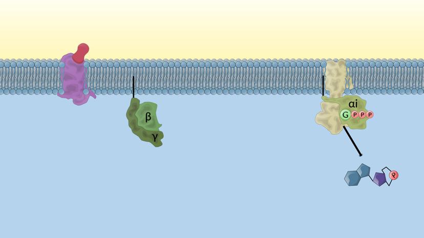 GPCRs Regulate Adenylyl Cylase Activity