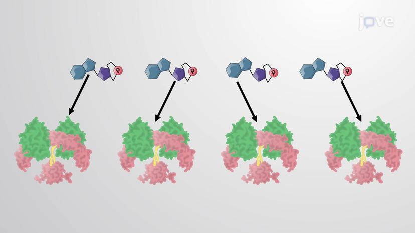 cAMP-dependent Protein Kinase Pathways