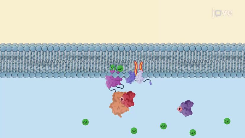 IP3/DAG Signaling Pathway