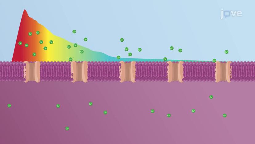 Feedback Regulation of Calcium Concentration