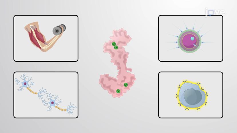 Calmodulin-dependent Signaling