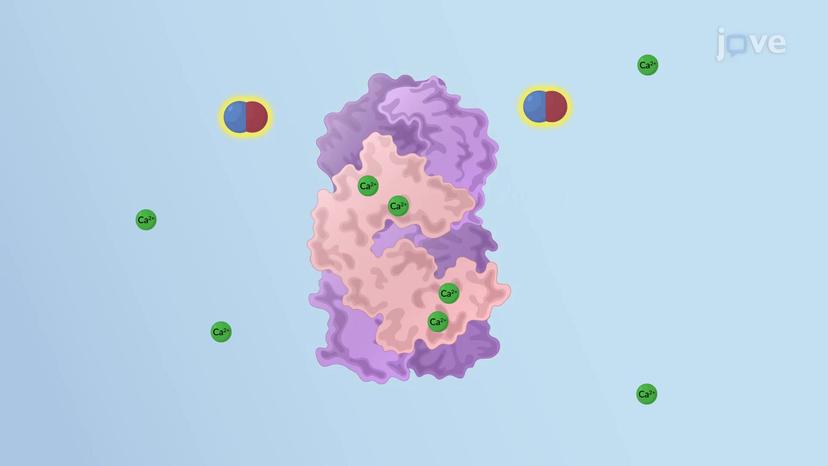 Nitric Oxide Signaling Pathway