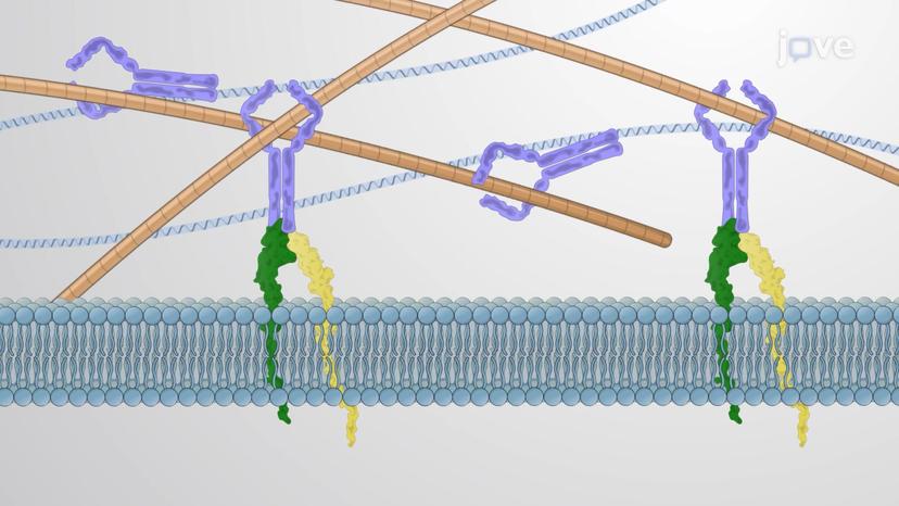 The Extracellular Matrix